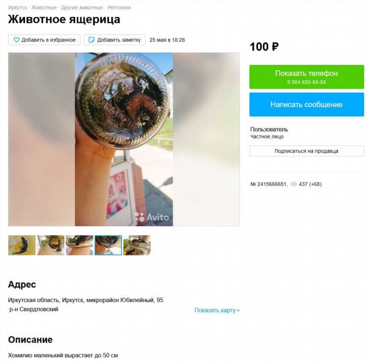 Авито доска объявлений животные