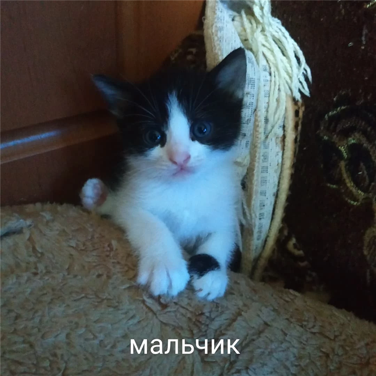 Доска объявлений кошки отдам