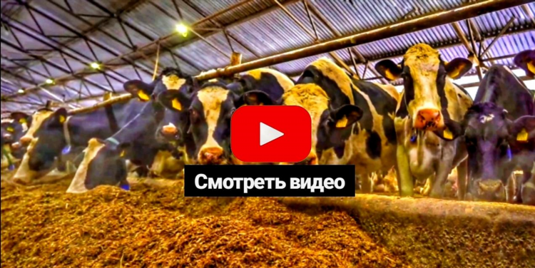 Доска объявлений крс