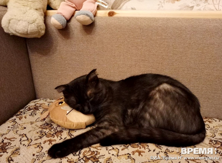 Доска объявлений пропавших животных нижний новгород