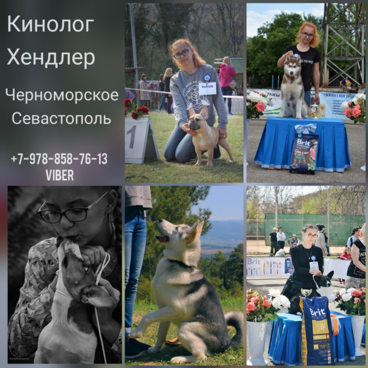 Доска объявлений севастополь бесплатных