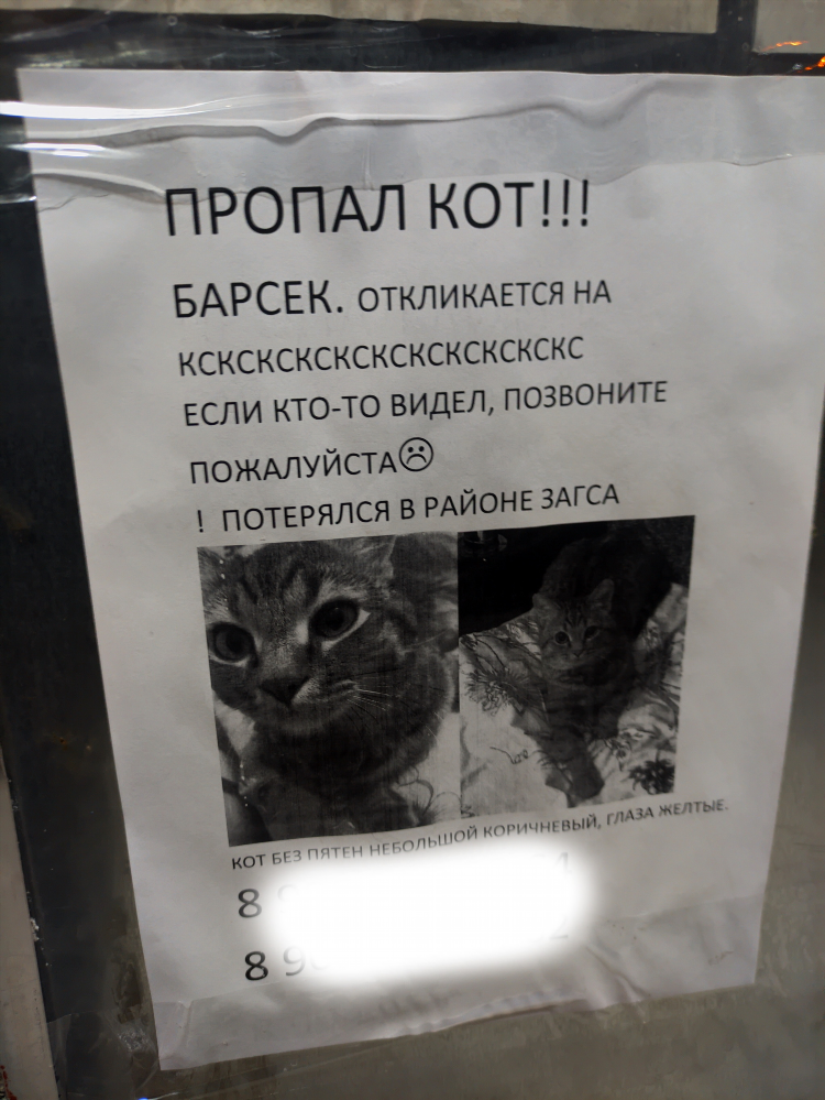 Как составить объявление о пропаже кошки