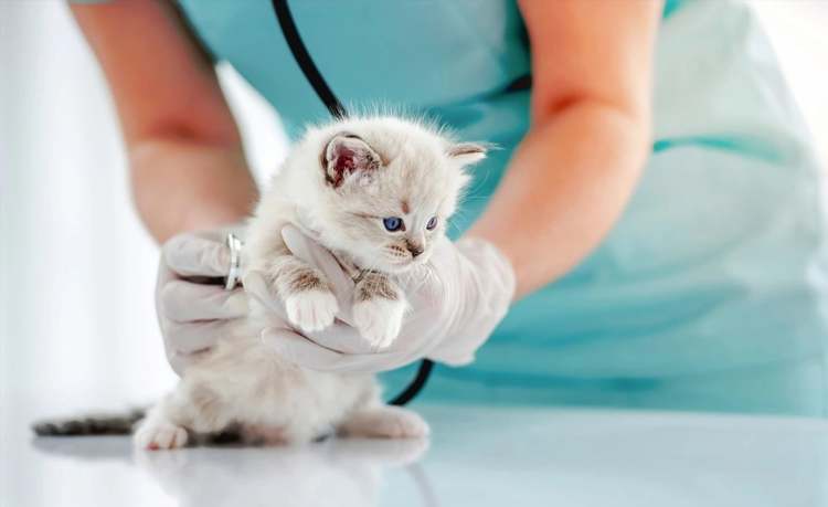 Кошка ищет дом объявление