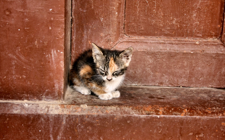 Котенок ищет дом красивое объявление