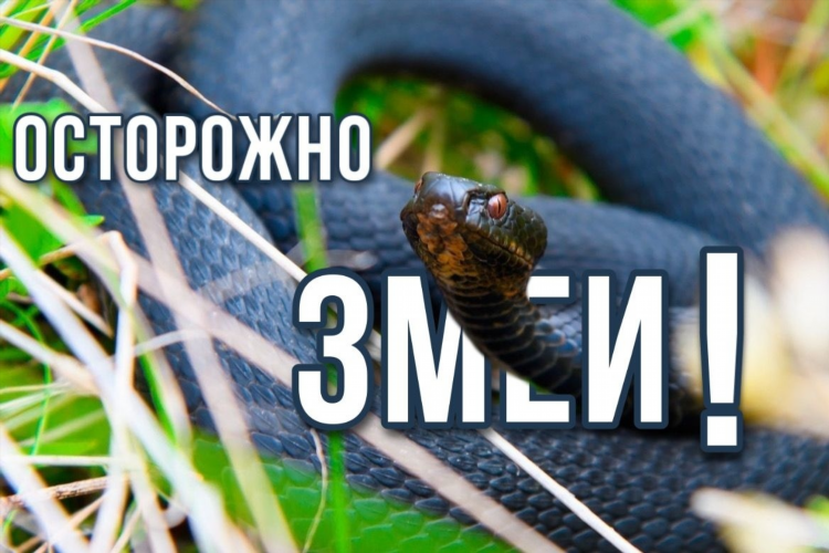 Объявления мамба спб
