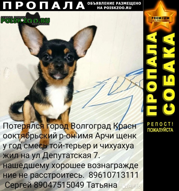 Объявления о найденных собаках