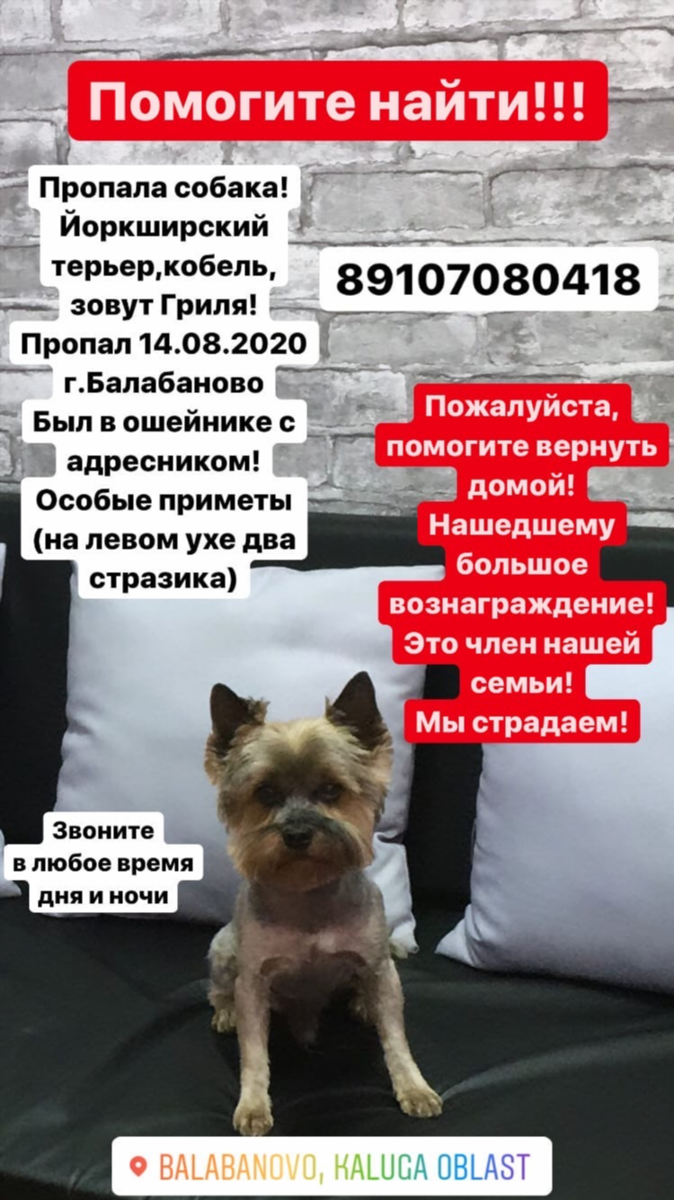 Объявления о пропаже собаки в москве
