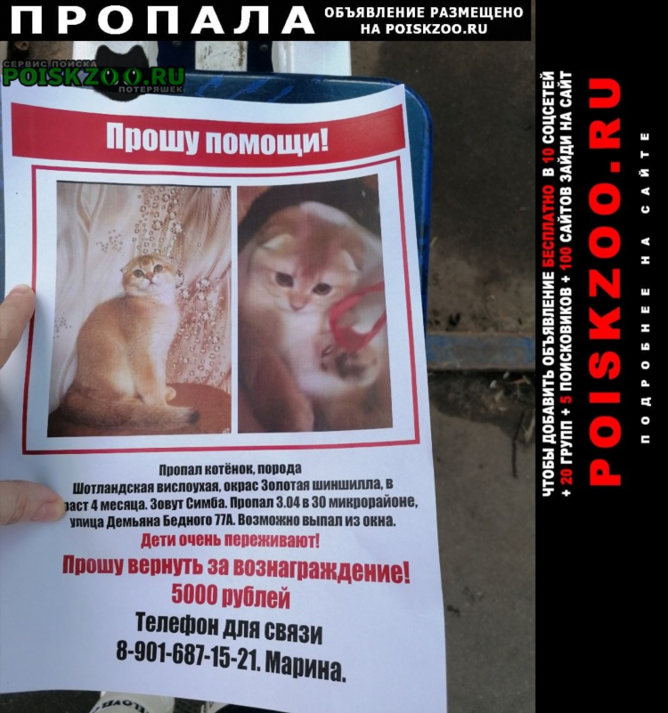 Образец объявления о котятах