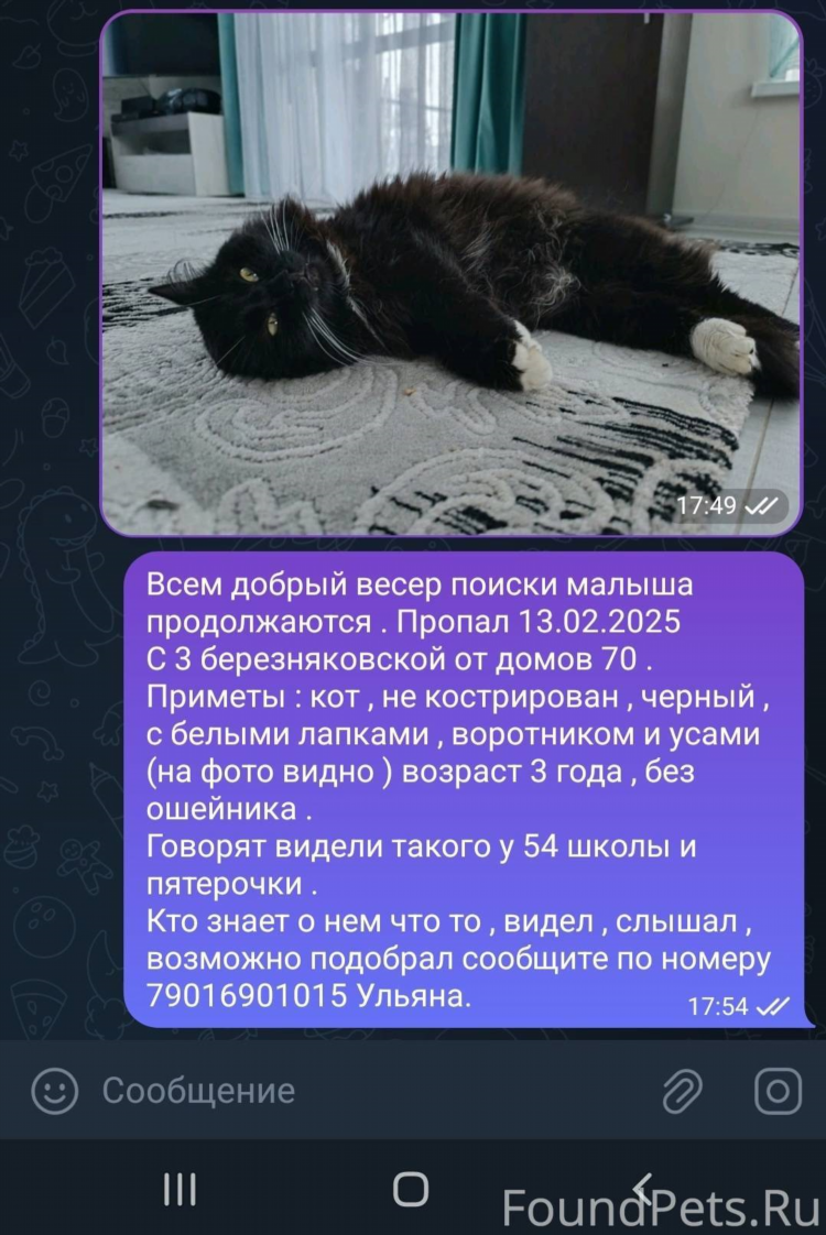 Потерялась кошка объявление как написать