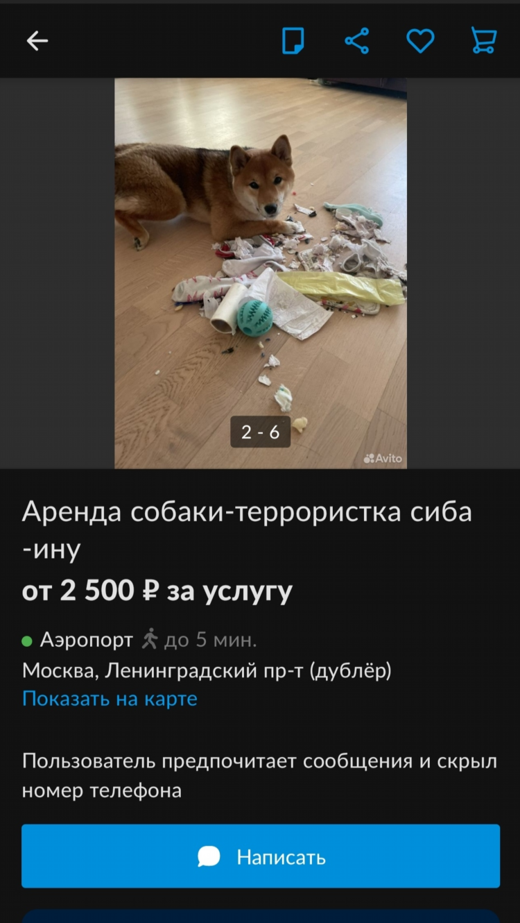 Смешное объявление про собаку