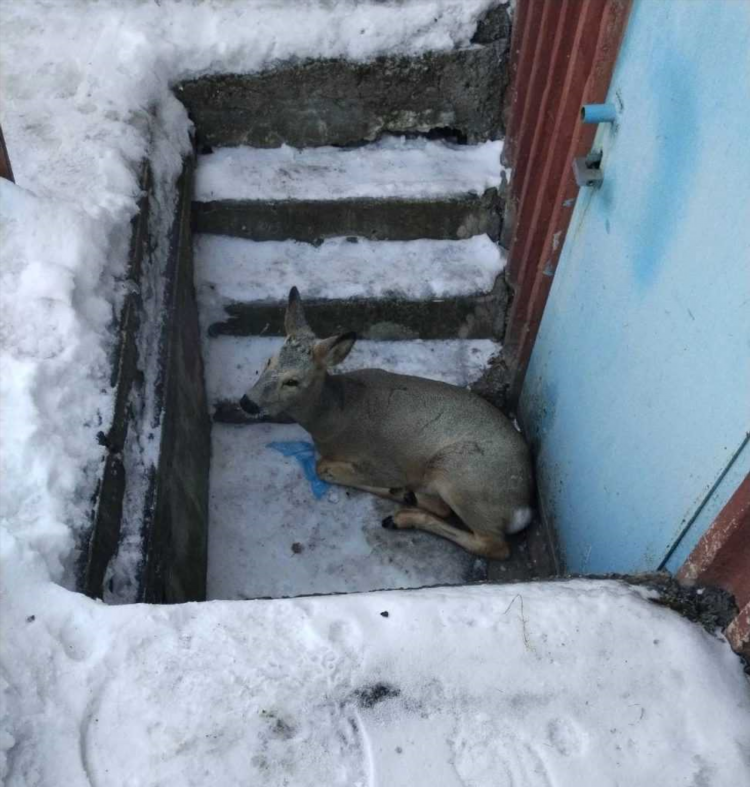 Снять дом в анжеро судженске на длительный срок свежие объявления